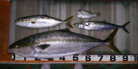 火遠理丸（ほおりまる） 釣果