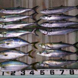 火遠理丸（ほおりまる） 釣果