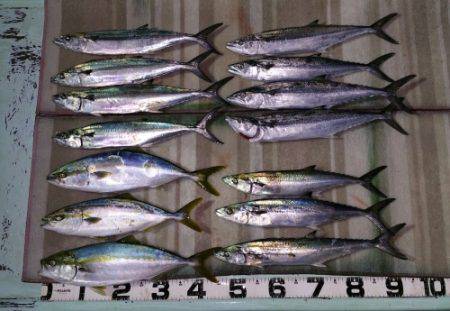 火遠理丸（ほおりまる） 釣果