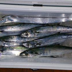 火遠理丸（ほおりまる） 釣果