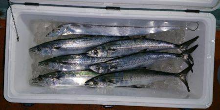 火遠理丸（ほおりまる） 釣果