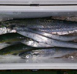 火遠理丸（ほおりまる） 釣果