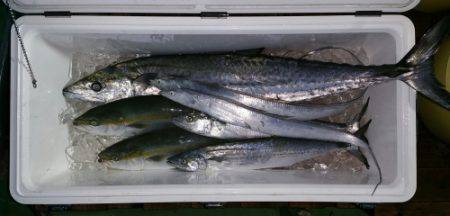 火遠理丸（ほおりまる） 釣果