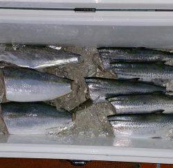 火遠理丸（ほおりまる） 釣果