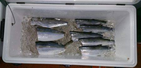 火遠理丸（ほおりまる） 釣果