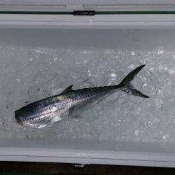 火遠理丸（ほおりまる） 釣果