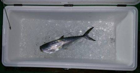 火遠理丸（ほおりまる） 釣果