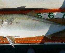 火遠理丸(ほおりまる) 釣果