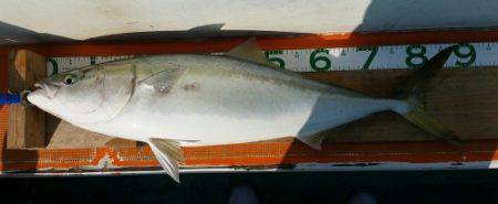 火遠理丸(ほおりまる) 釣果