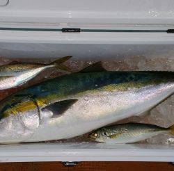 火遠理丸(ほおりまる) 釣果