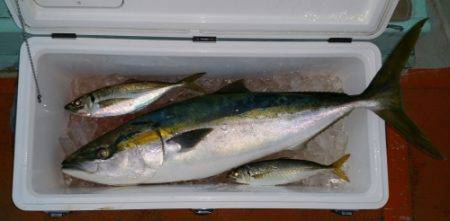 火遠理丸（ほおりまる） 釣果