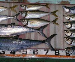 火遠理丸(ほおりまる) 釣果