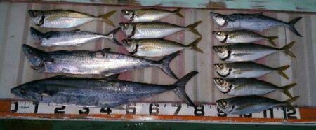 火遠理丸(ほおりまる) 釣果