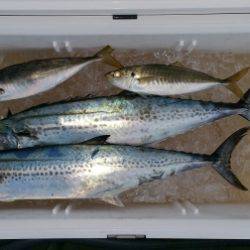 火遠理丸(ほおりまる) 釣果