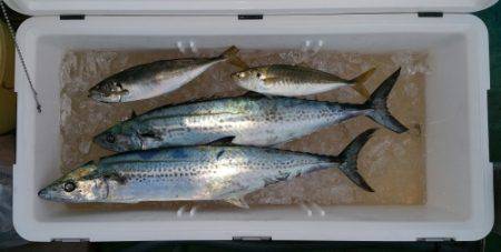 火遠理丸(ほおりまる) 釣果