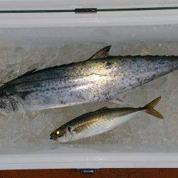 火遠理丸(ほおりまる) 釣果