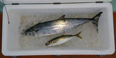 火遠理丸(ほおりまる) 釣果