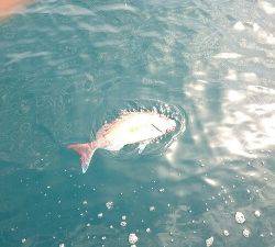 IDATEN（イダテン） 釣果