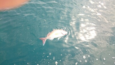 IDATEN（イダテン） 釣果