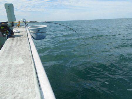 こうゆう丸 釣果