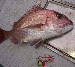 IDATEN(イダテン) 釣果