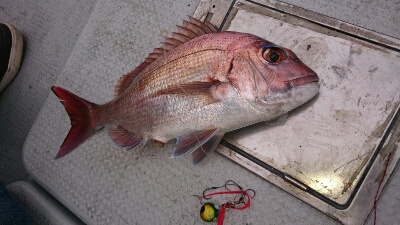 IDATEN(イダテン) 釣果