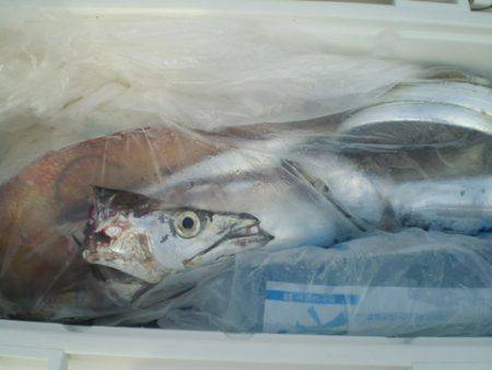 弘福丸 釣果