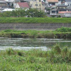 狩野川(狩野川漁業協同組合) 釣果