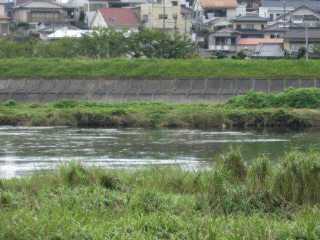 狩野川(狩野川漁業協同組合) 釣果