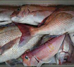 IDATEN(イダテン) 釣果