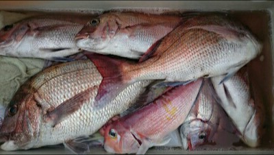 IDATEN（イダテン） 釣果