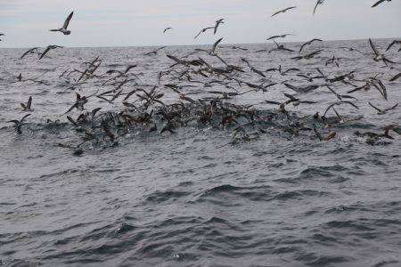 へいみつ丸 釣果