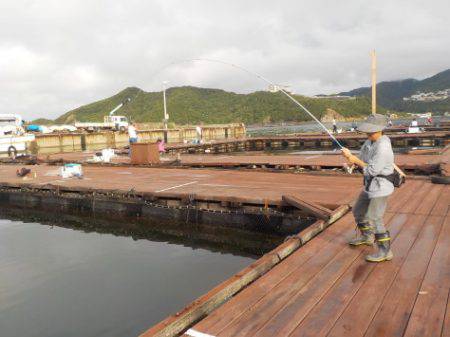 淡路じゃのひれフィッシングパーク 釣果