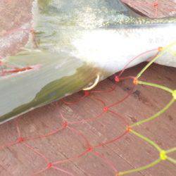 淡路じゃのひれフィッシングパーク 釣果