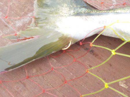 淡路じゃのひれフィッシングパーク 釣果