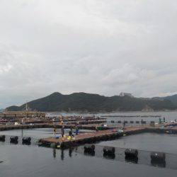 淡路じゃのひれフィッシングパーク 釣果