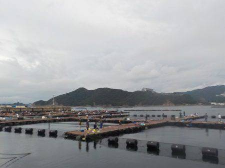 淡路じゃのひれフィッシングパーク 釣果