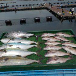 淡路じゃのひれフィッシングパーク 釣果