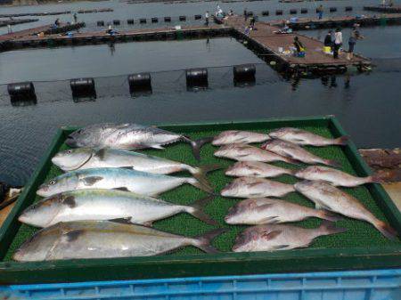 淡路じゃのひれフィッシングパーク 釣果