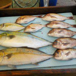 淡路じゃのひれフィッシングパーク 釣果