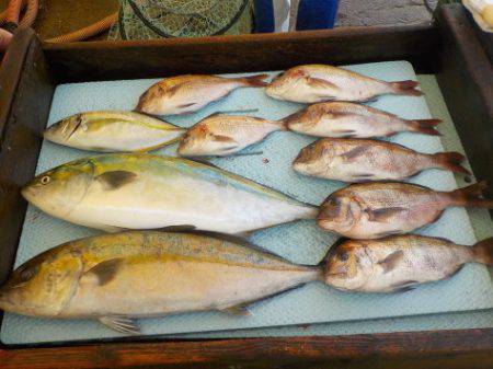 淡路じゃのひれフィッシングパーク 釣果