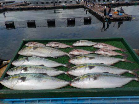 淡路じゃのひれフィッシングパーク 釣果