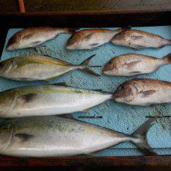 淡路じゃのひれフィッシングパーク 釣果