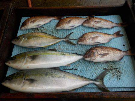 淡路じゃのひれフィッシングパーク 釣果