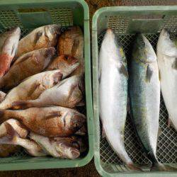 淡路じゃのひれフィッシングパーク 釣果