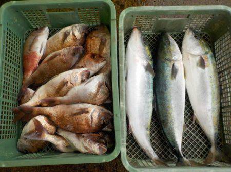 淡路じゃのひれフィッシングパーク 釣果