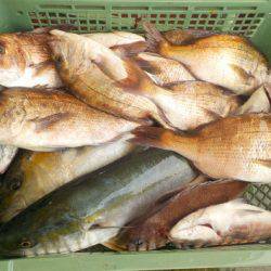 淡路じゃのひれフィッシングパーク 釣果