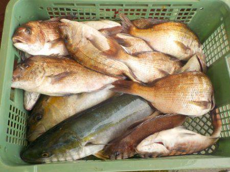 淡路じゃのひれフィッシングパーク 釣果