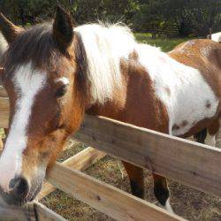 淡路じゃのひれフィッシングパーク 釣果