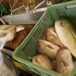 淡路じゃのひれフィッシングパーク 釣果